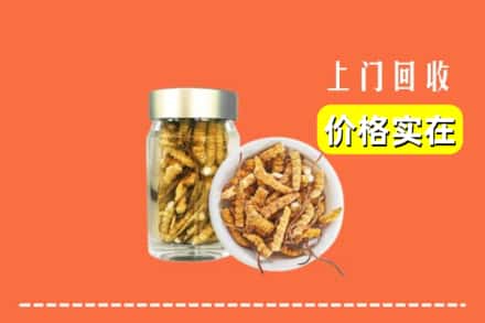 榆阳区回收散虫草