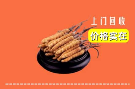 榆阳区回收冬虫夏草